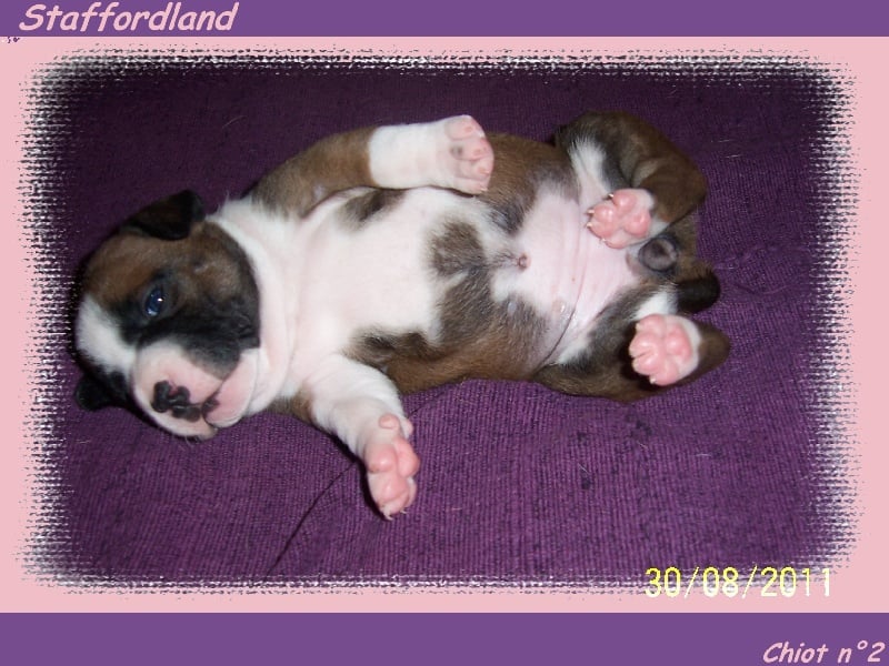 Staffordland Goody-goody
