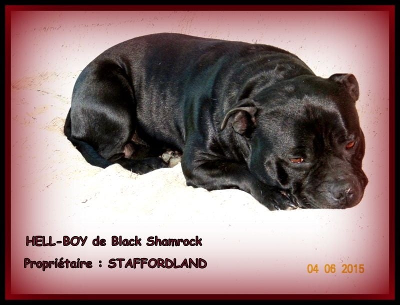 black shamrock Hell-boy