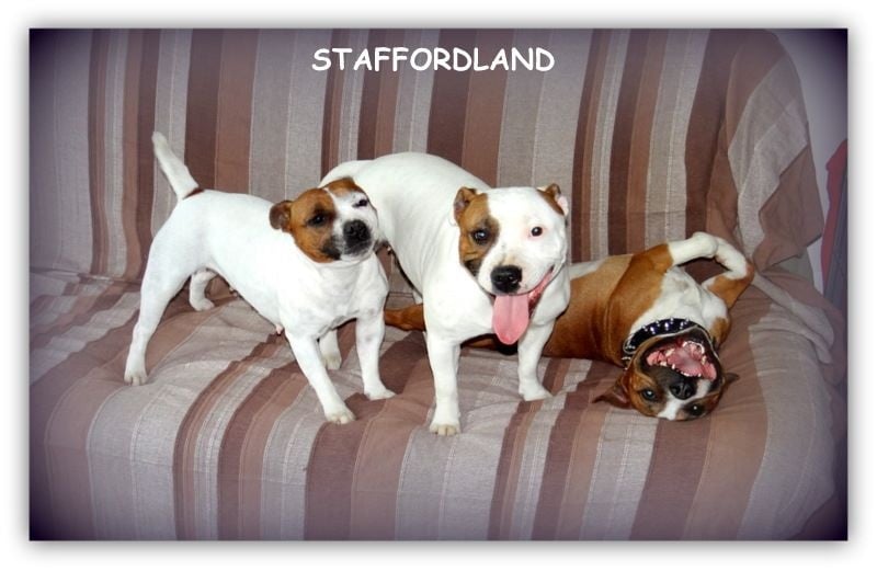 Staffordland Heidi