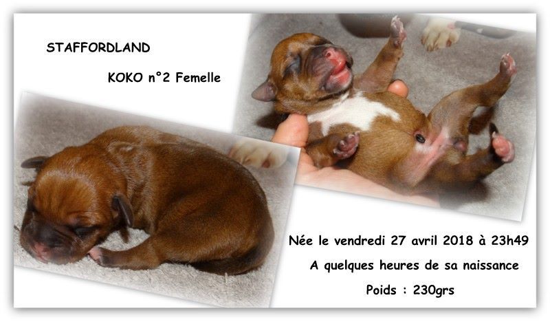 Staffordland Owo nipa