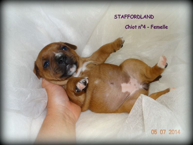 Staffordland Joya