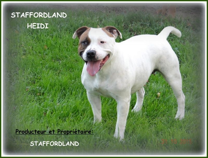 Staffordland Heidi