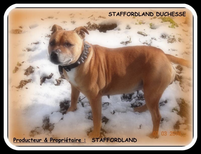 Staffordland Duchesse