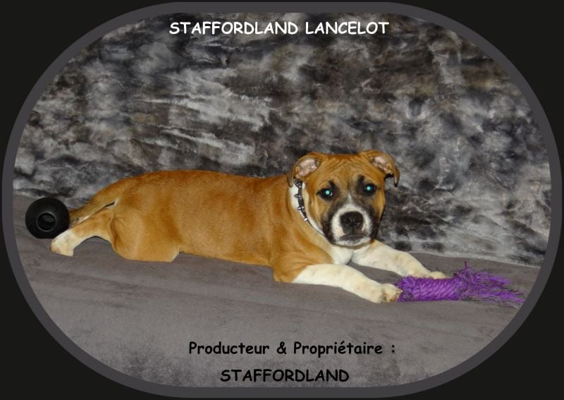 Staffordland Lancelot