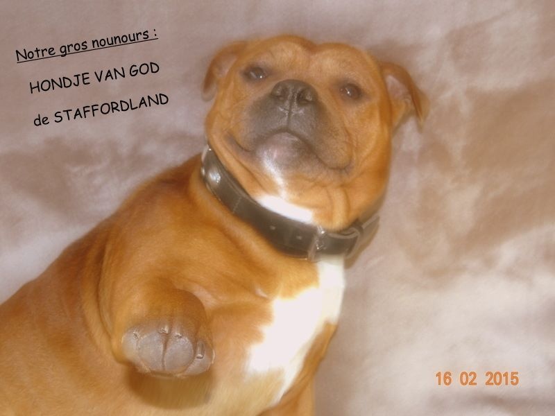 Staffordland Hondje van god