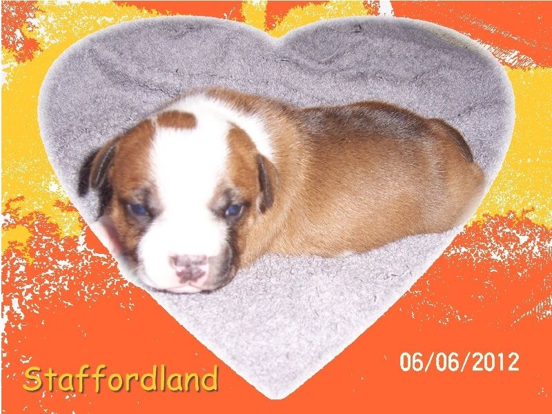 Staffordland Hathor