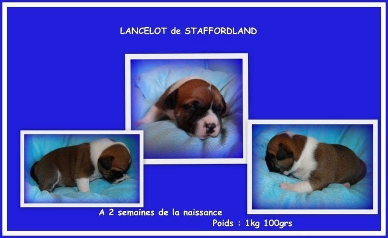 Staffordland Lancelot
