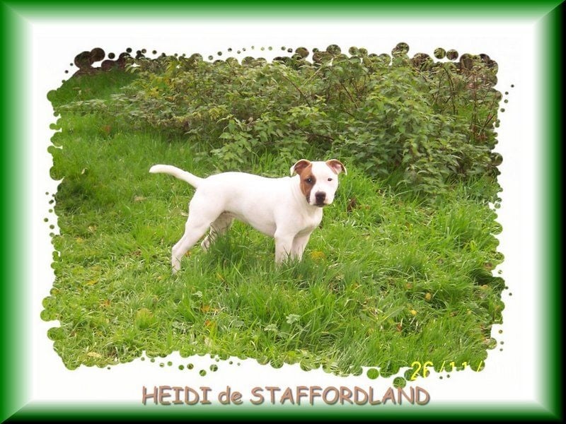 Staffordland Heidi