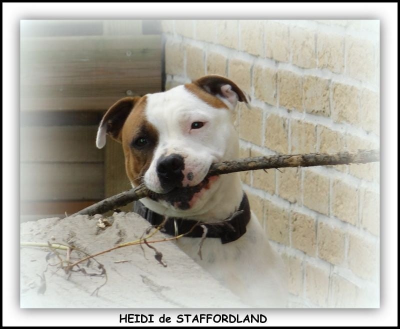 Staffordland Heidi