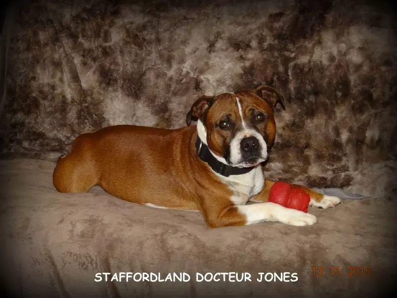 Staffordland Lechien
