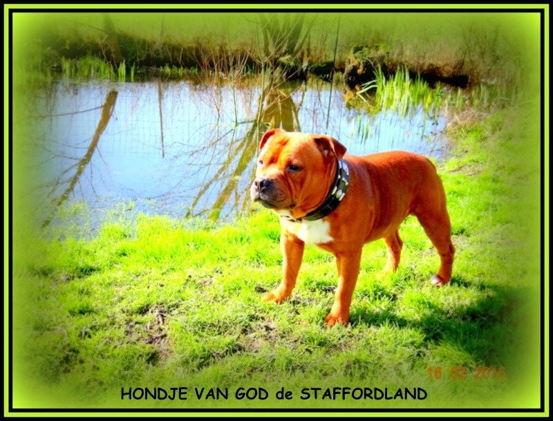 Staffordland Hondje van god