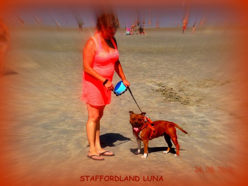Staffordland Luna