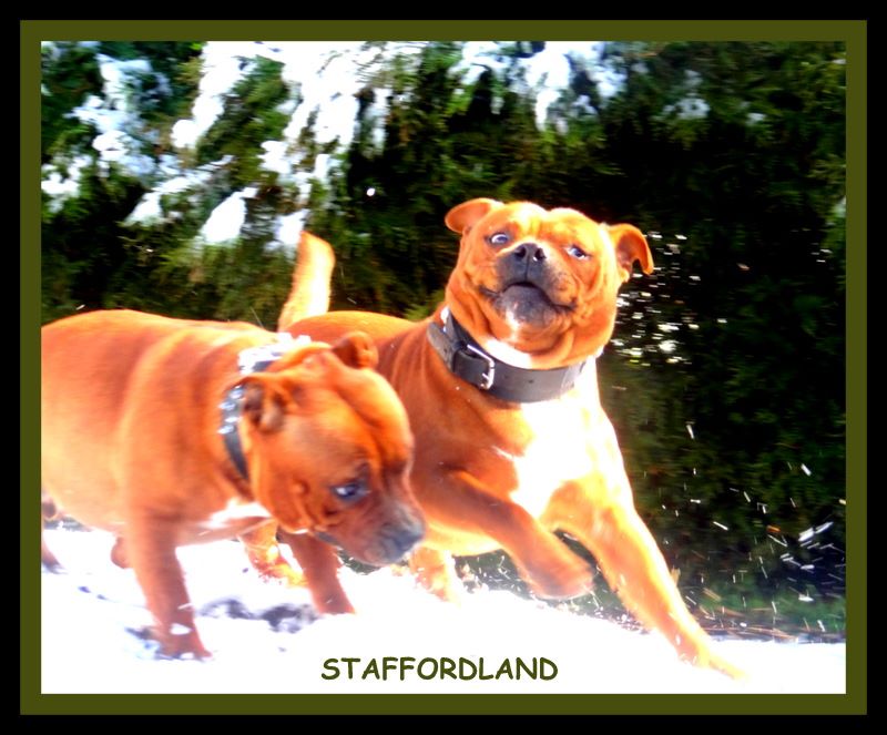 Staffordland Joya