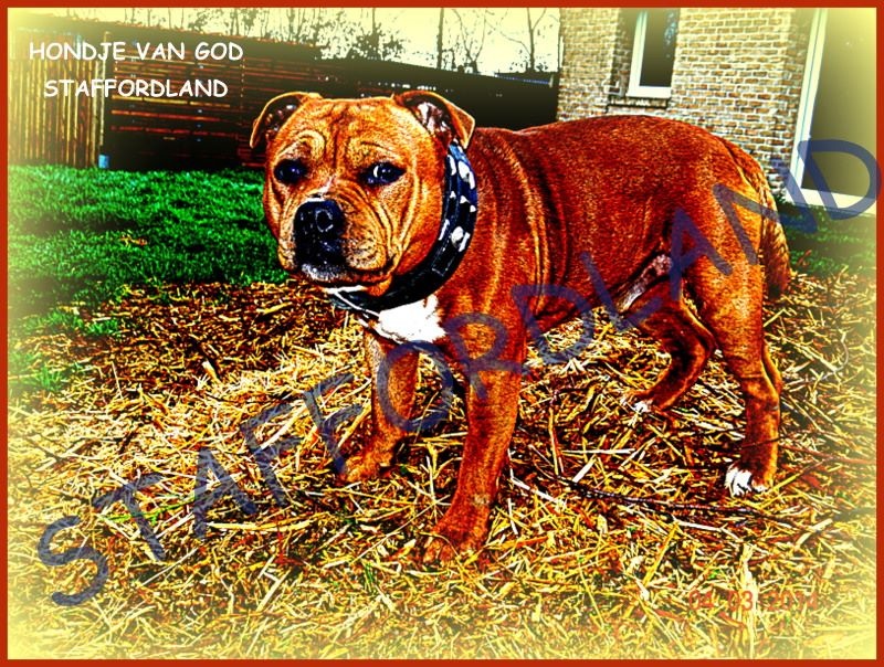 Staffordland Hondje van god