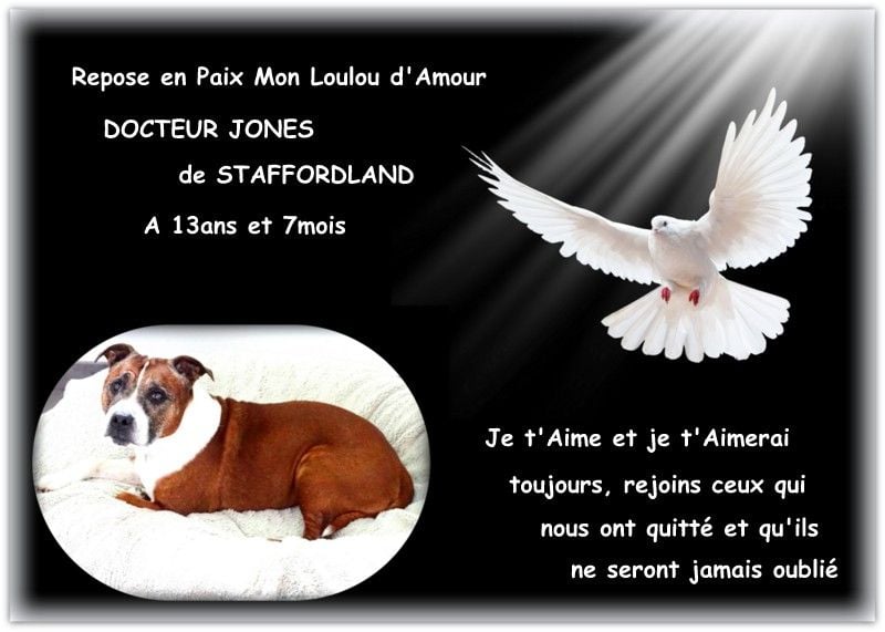 Staffordland Docteur jones