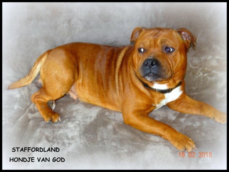 Staffordland Hondje van god