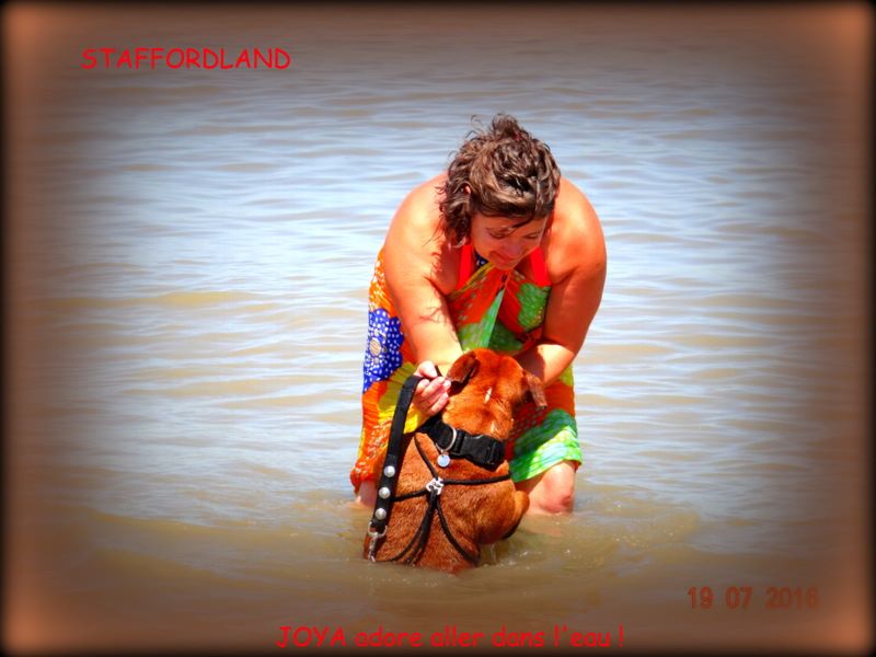 Staffordland Joya