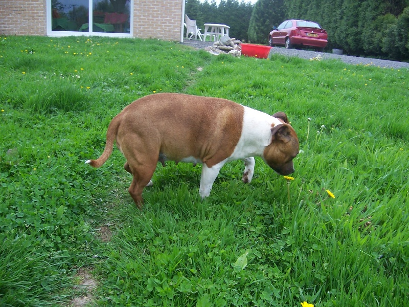 Bodhi-girl de la Lumière de Bregançon