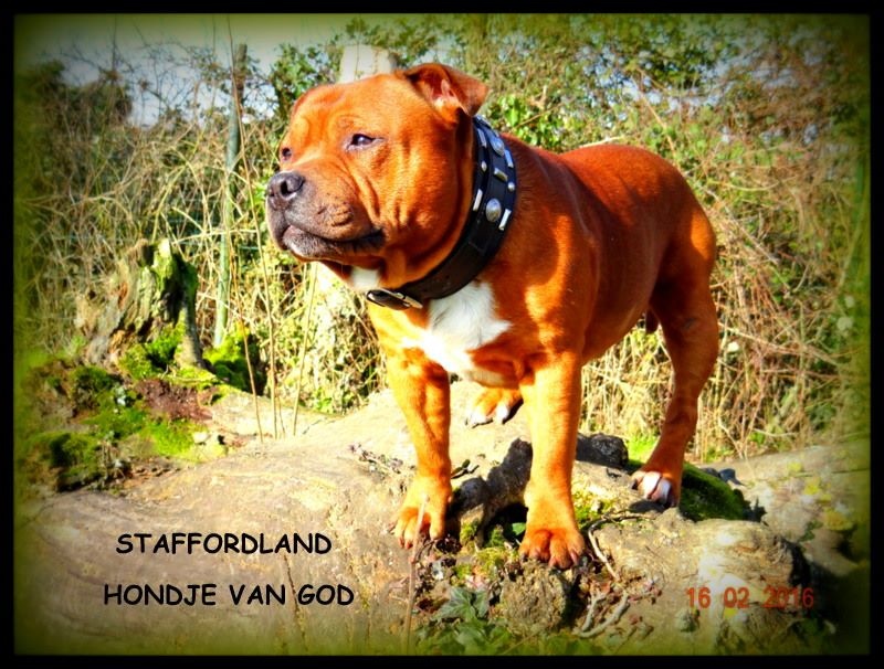 Staffordland Hondje van god