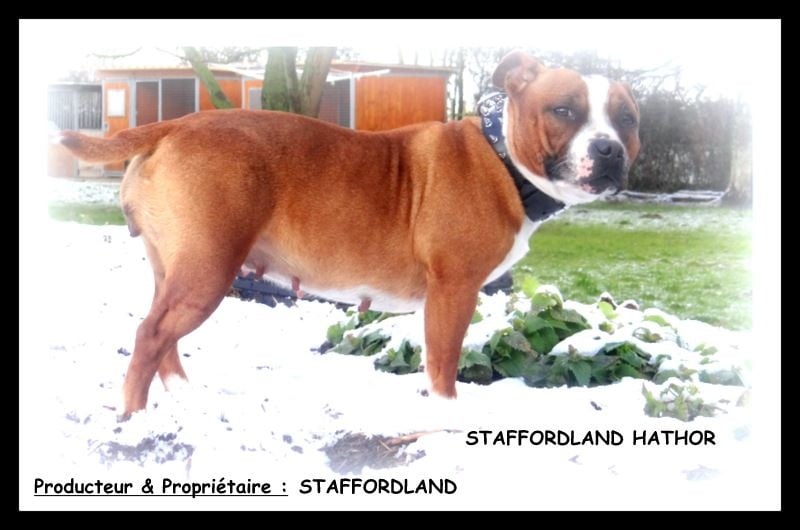 Staffordland Hathor