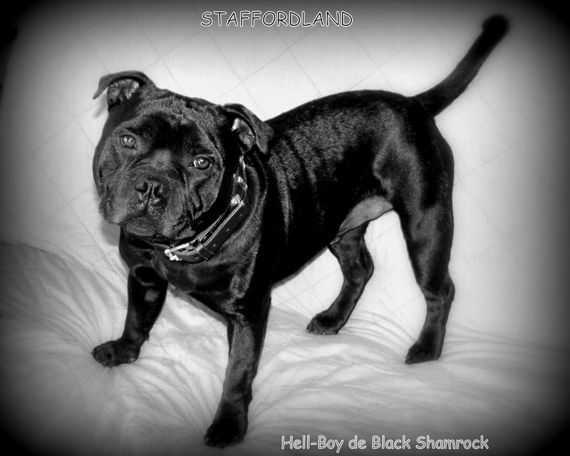 black shamrock Hell-boy