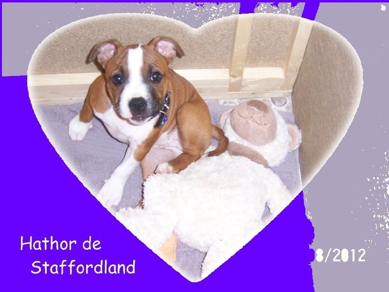 Staffordland Hathor