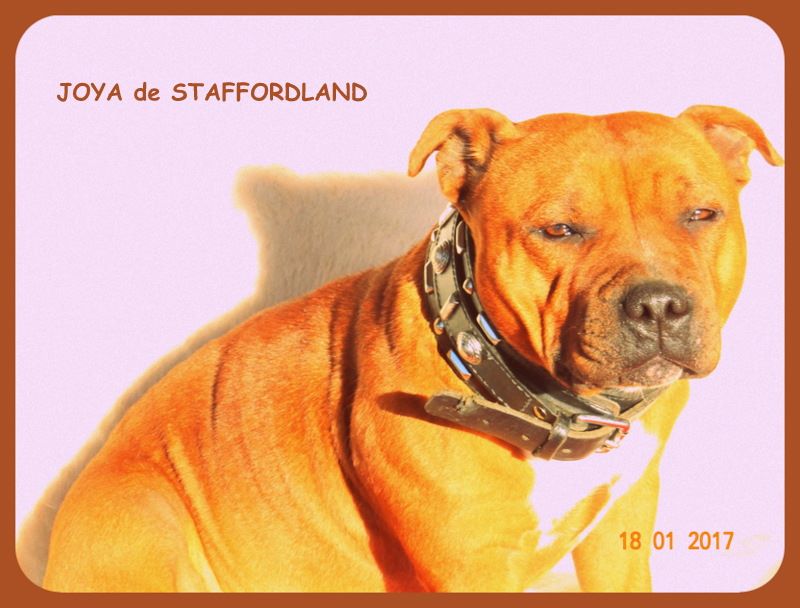 Staffordland Joya