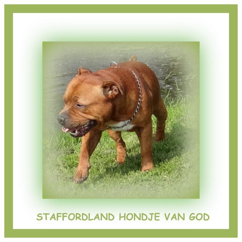 Staffordland Hondje van god