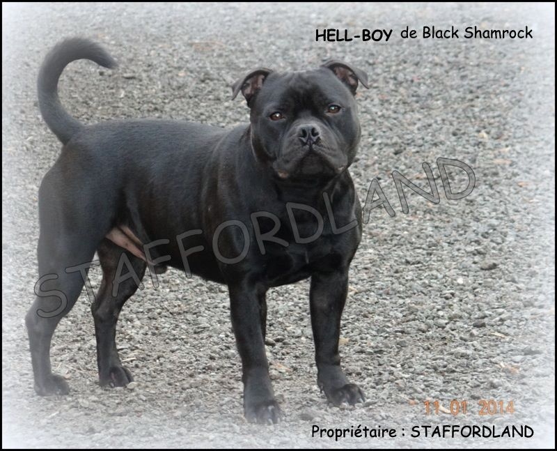 black shamrock Hell-boy