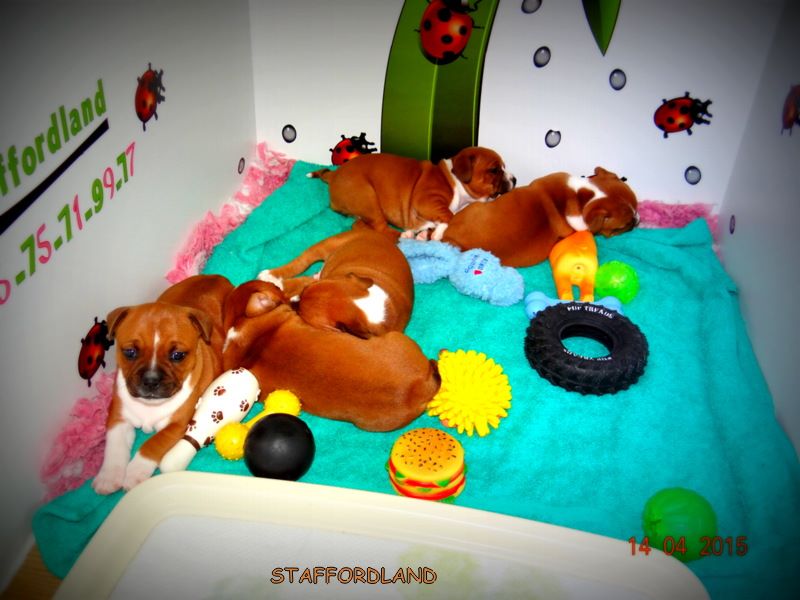 Staffordland Luna