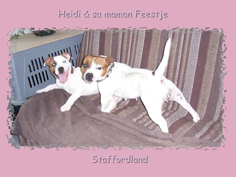 Staffordland Heidi