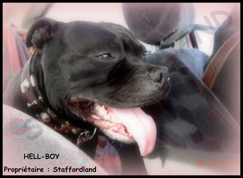 black shamrock Hell-boy
