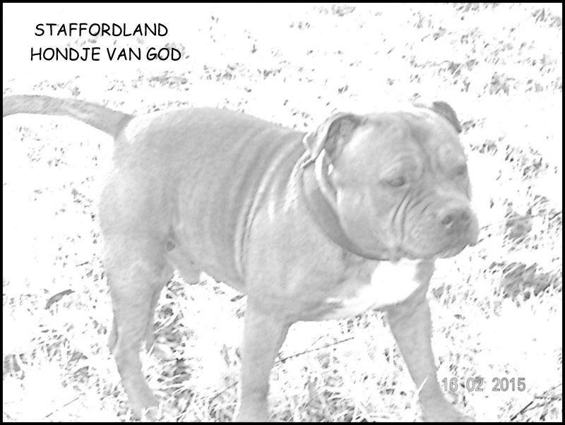 Staffordland Hondje van god