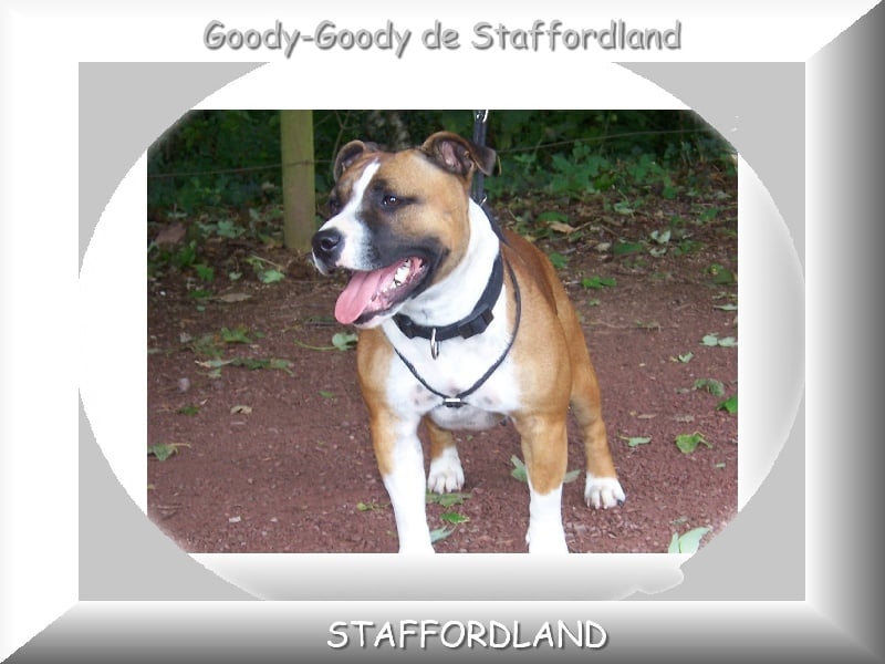 Staffordland Goody-goody