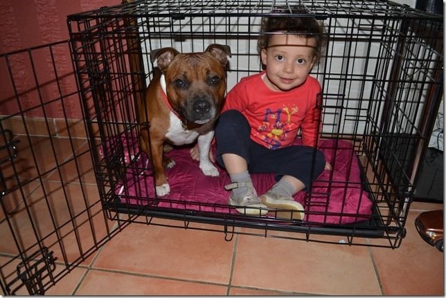 cage staffie
