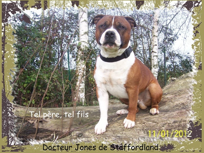 Staffordland Docteur jones