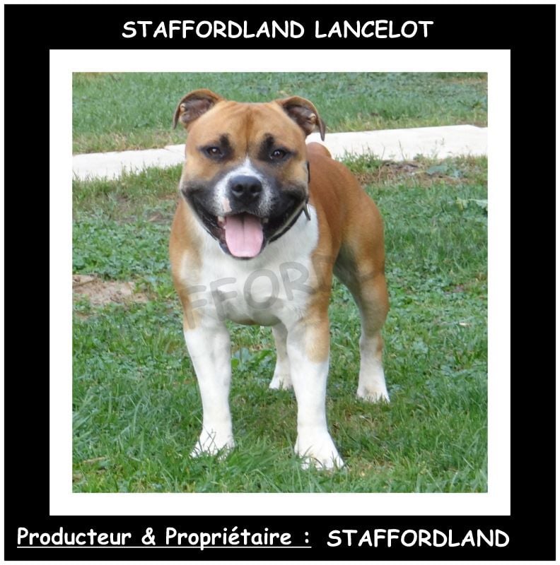 Staffordland Lancelot