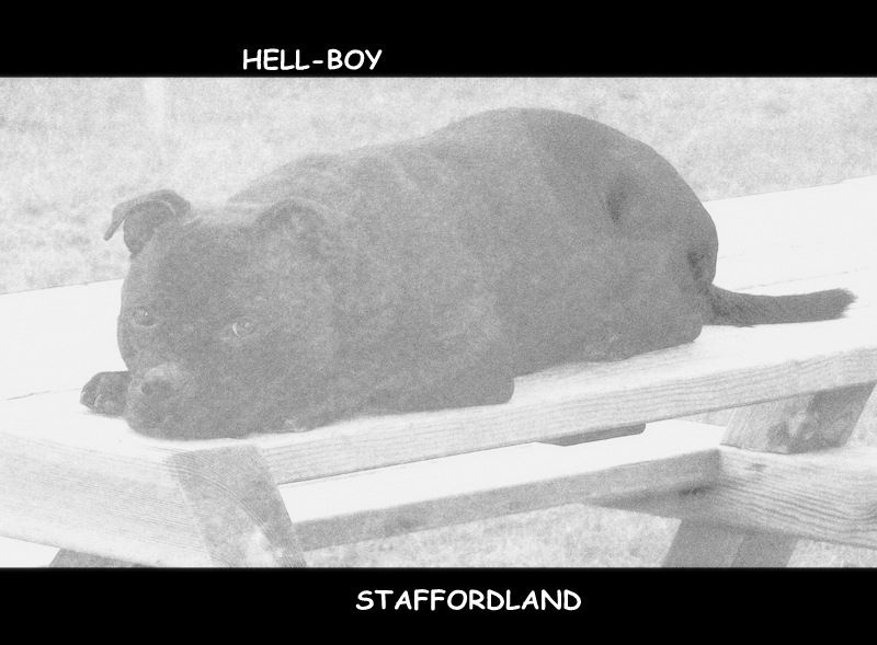 black shamrock Hell-boy