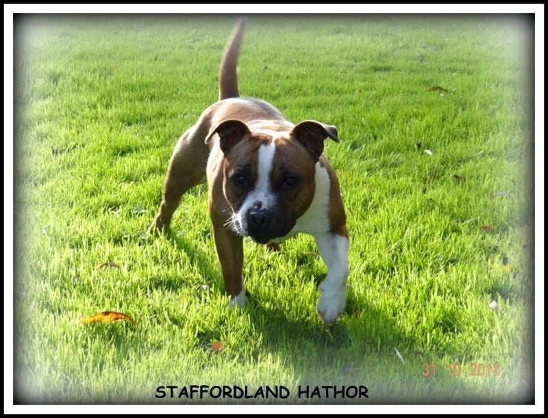 Staffordland Hathor