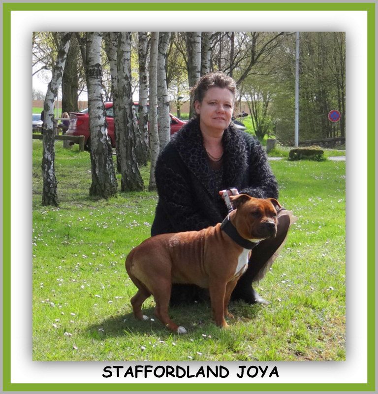 Staffordland Joya