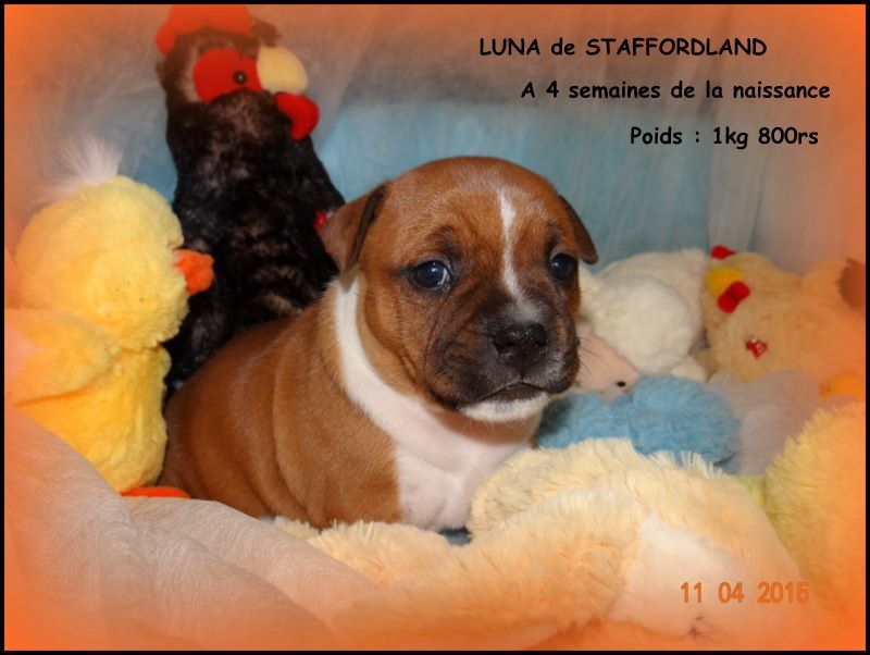 Staffordland Luna