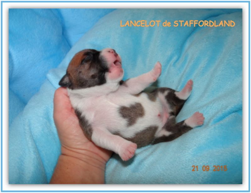 Staffordland Lancelot