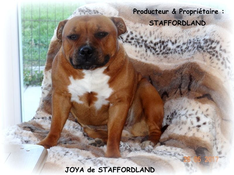 Staffordland Joya