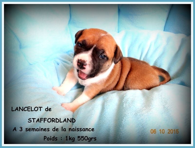 Staffordland Lancelot