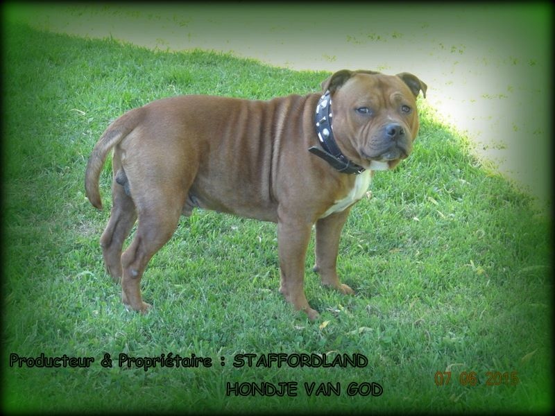 Staffordland Hondje van god