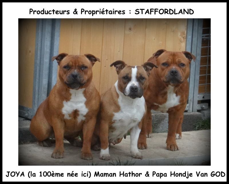 Staffordland Joya