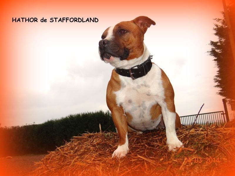 Staffordland Hathor