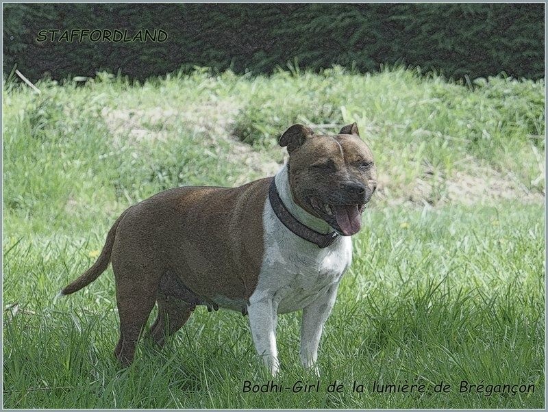 Bodhi-girl de la Lumière de Bregançon