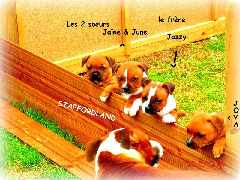 Staffordland Joya