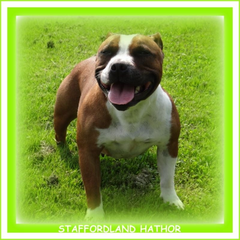 Staffordland Hathor